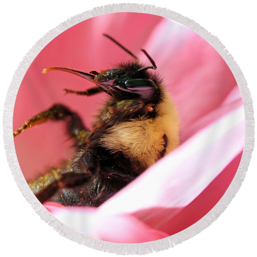Insects Round Beach Towel featuring the photograph 'Pollen High' by Jennifer Robin