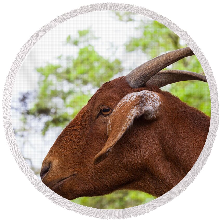 Goat Face Round Beach Towel featuring the photograph My Best side by Diane Macdonald