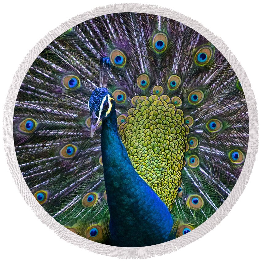 Pavo Round Beach Towel featuring the photograph Portrait of a Peacock by Venetia Featherstone-Witty