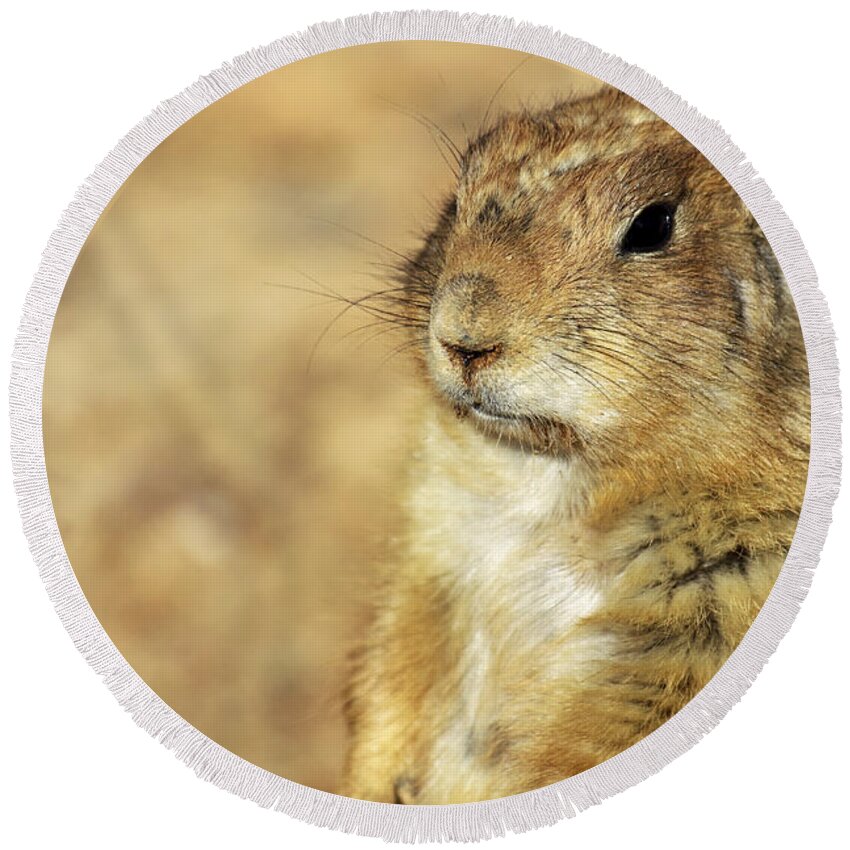 Prairie Dog Round Beach Towel featuring the photograph Portrait of a Prairie Dog by Jason Politte