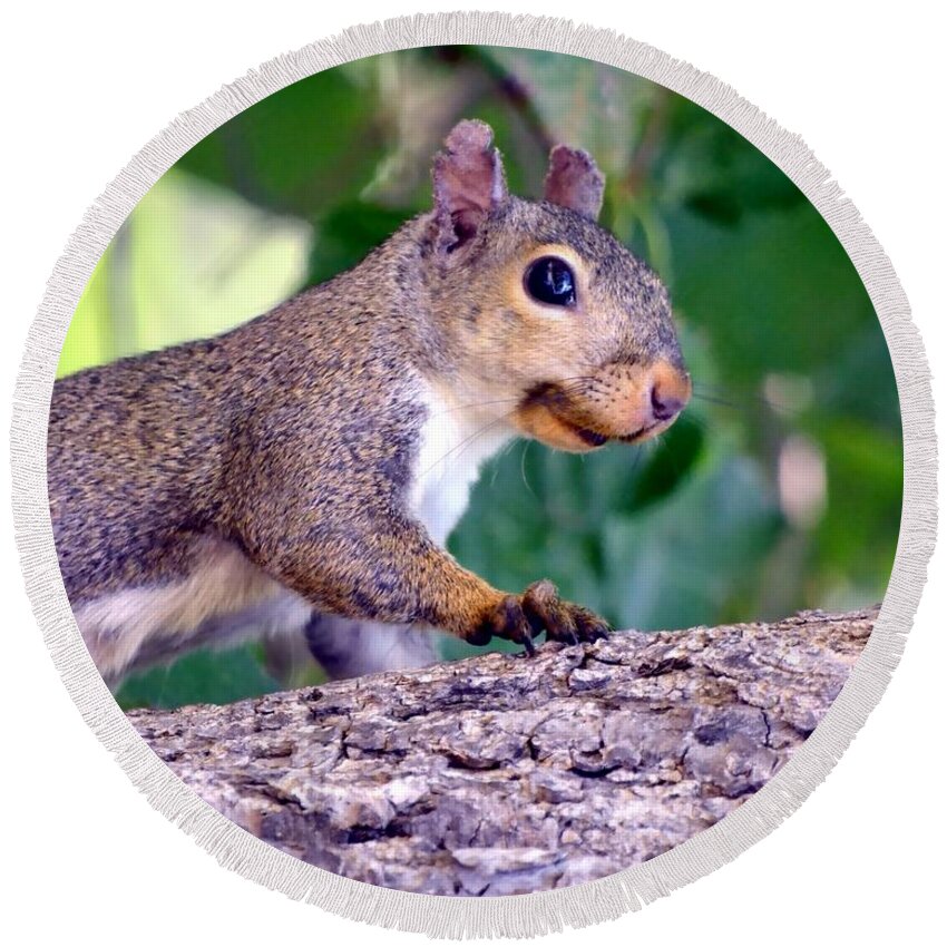Squirrel Round Beach Towel featuring the photograph Portrait Of A Squirrel by Deena Stoddard