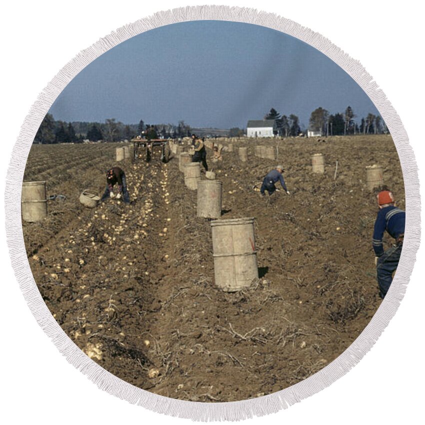 1940 Round Beach Towel featuring the photograph Potato Harvest, 1940 by Granger