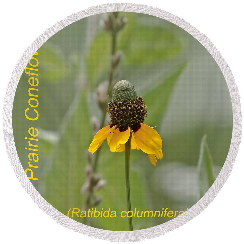 Floral Round Beach Towel featuring the photograph Prairie Coneflower by Robert Frederick