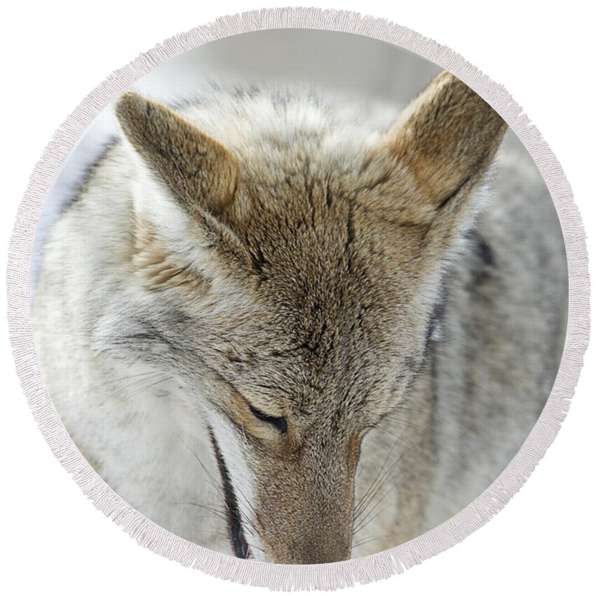 Coyote Round Beach Towel featuring the photograph Prayers by Deby Dixon