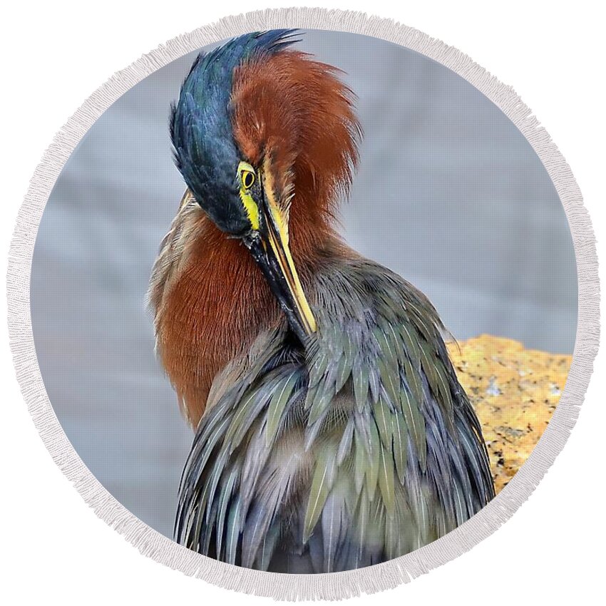 Heron Round Beach Towel featuring the photograph Preening Green Heron by Kathy Baccari