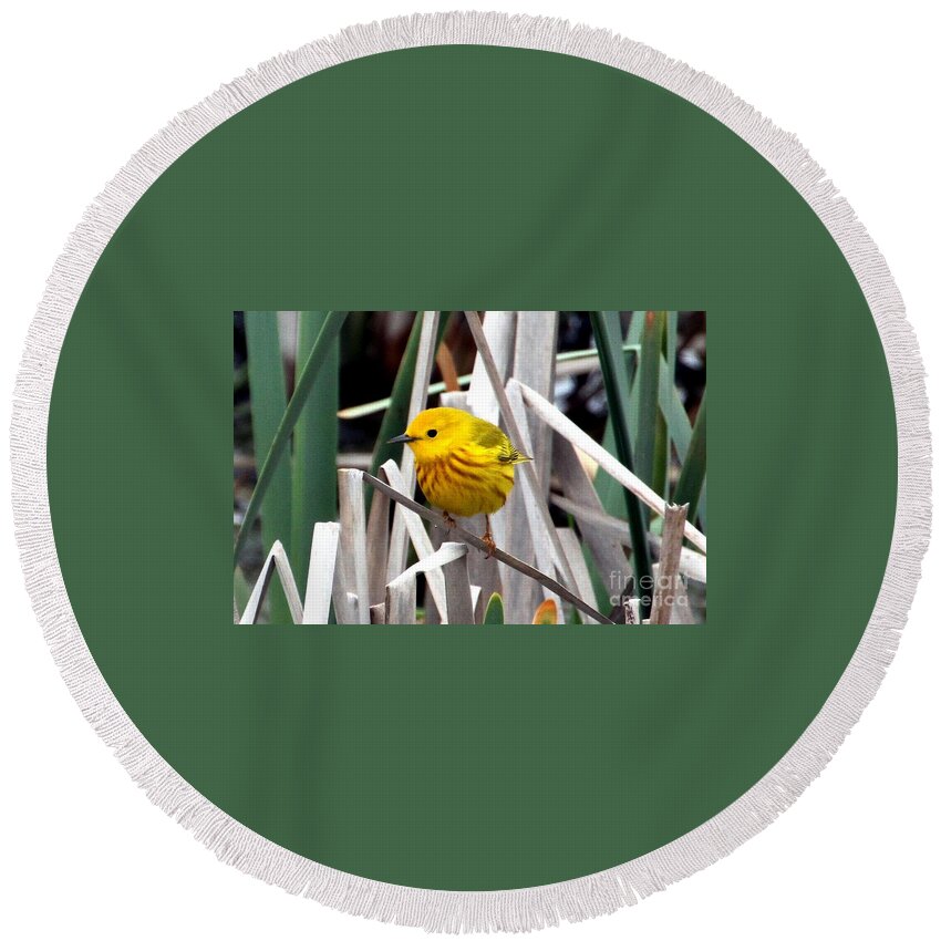 Yellow Warbler Round Beach Towel featuring the photograph Pretty Little Yellow Warbler by Elizabeth Winter