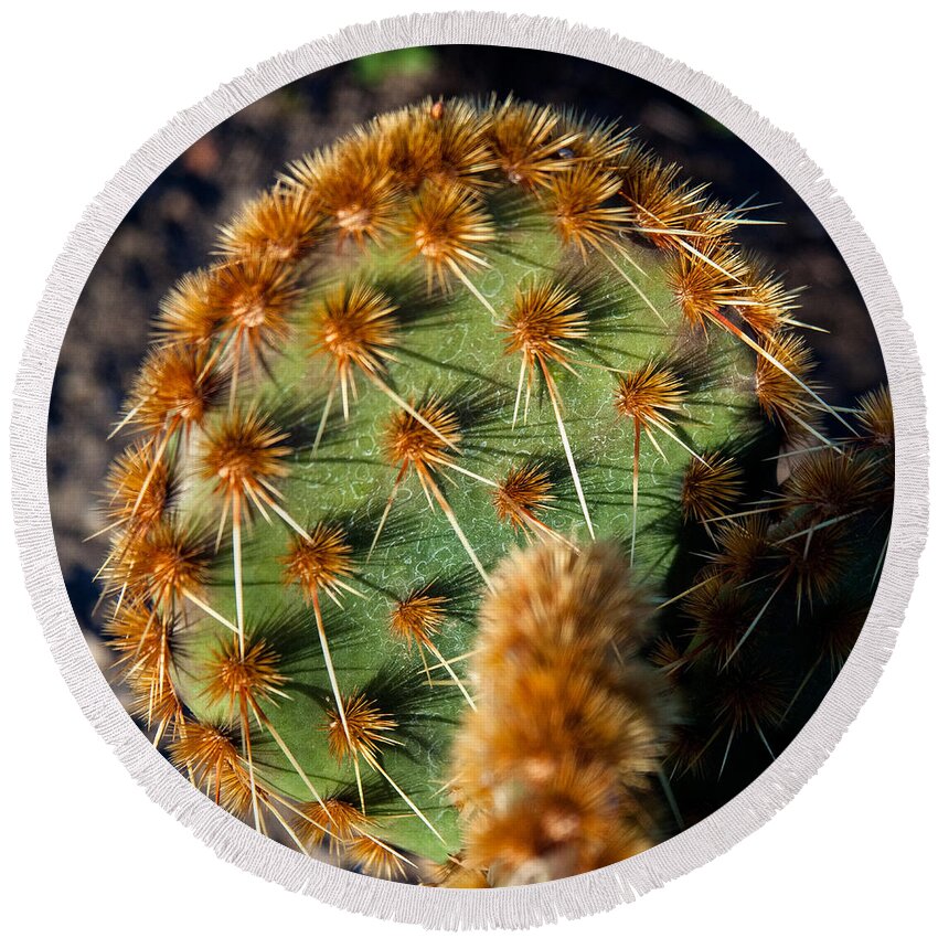 Prickly Cactus Leaf Photographs Round Beach Towel featuring the photograph Prickly Cactus Leaf Green Brown Plant Fine Art Photography Print by Jerry Cowart