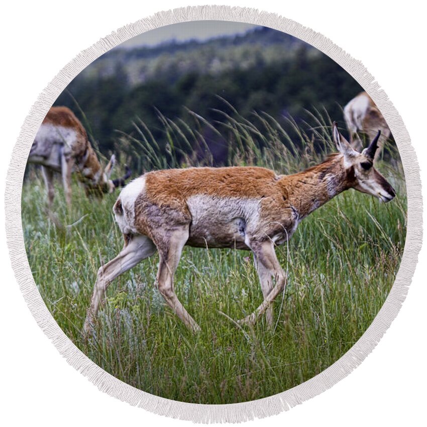 Antelope Round Beach Towel featuring the photograph Pronghorn Antelopes an a grassy ridge by Randall Nyhof