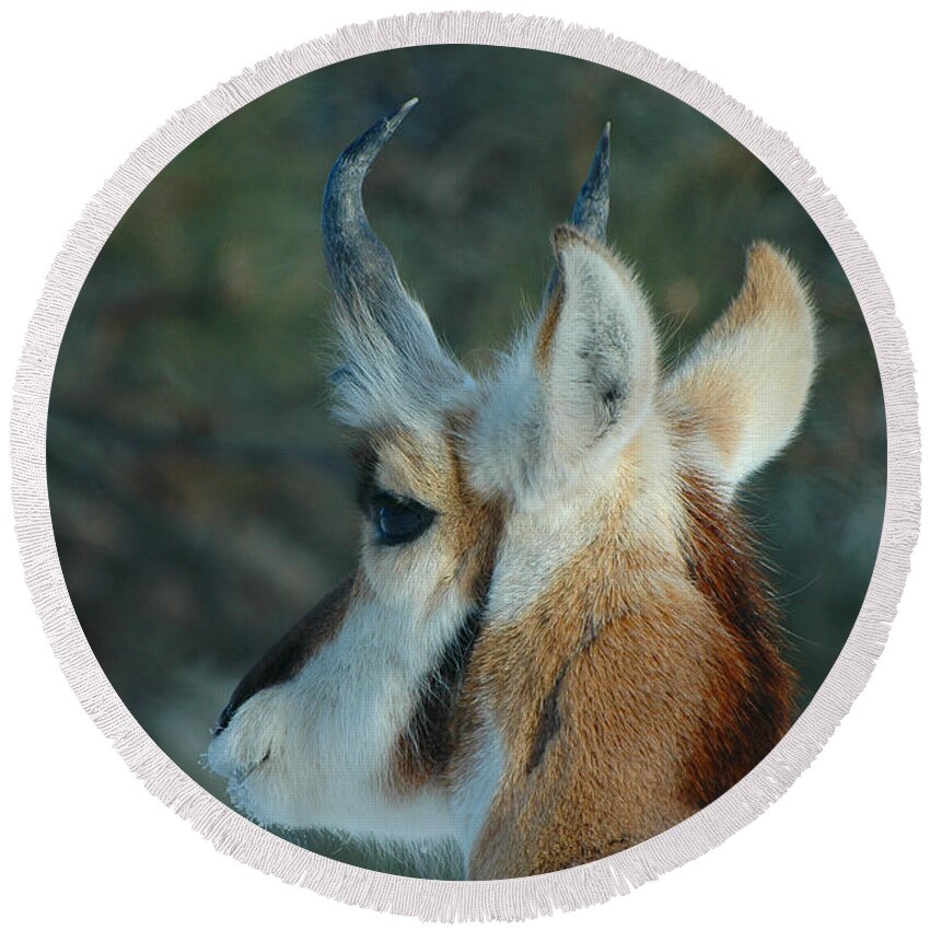Pronghorn Round Beach Towel featuring the photograph Pronghorn Profile by Joan Wallner