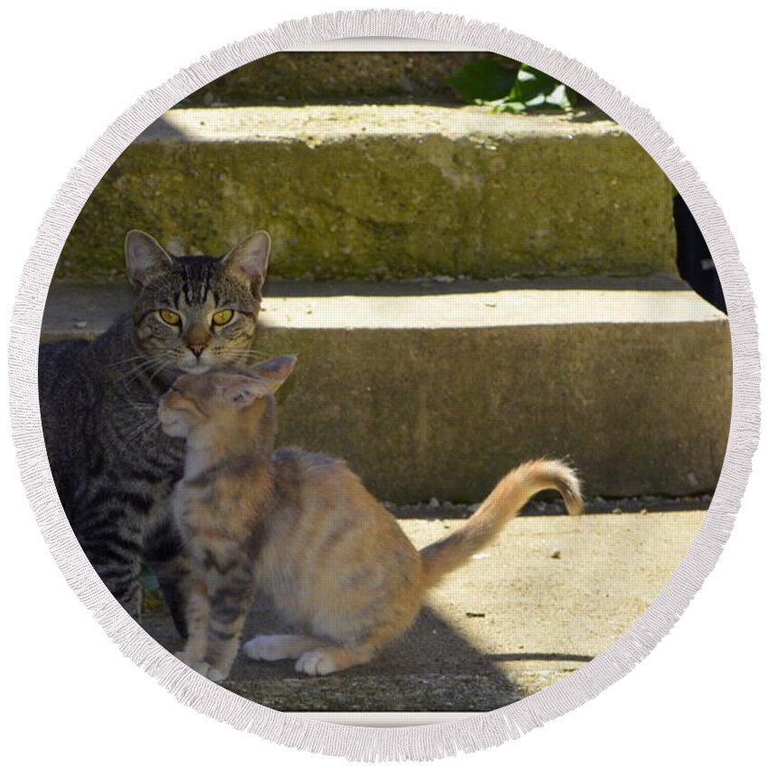 Cat Round Beach Towel featuring the photograph Protection by Kathy Barney