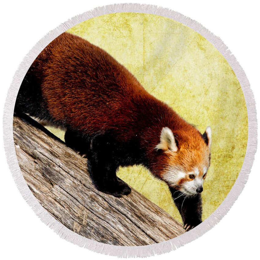 Panda Round Beach Towel featuring the photograph Prowling Red Panda by Bill and Linda Tiepelman