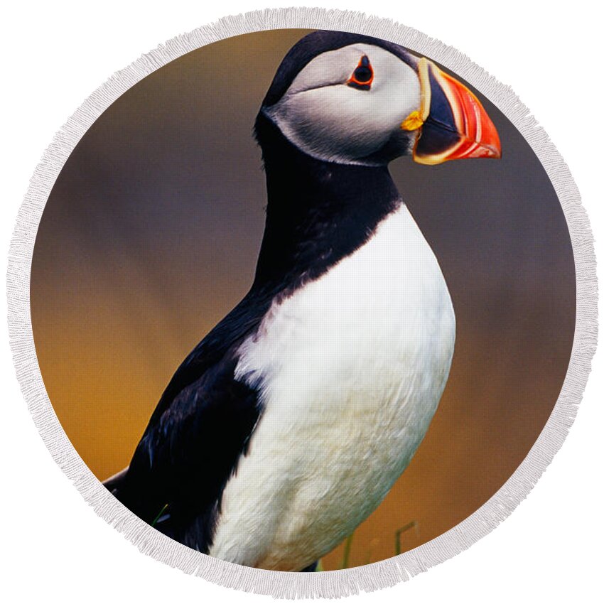 Photography Round Beach Towel featuring the photograph Puffin Bird In Grass, Selective Focus by Panoramic Images