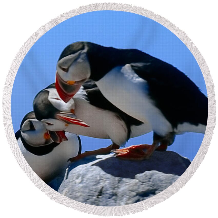 Puffins Round Beach Towel featuring the photograph Puffins Discussin by Marty Saccone