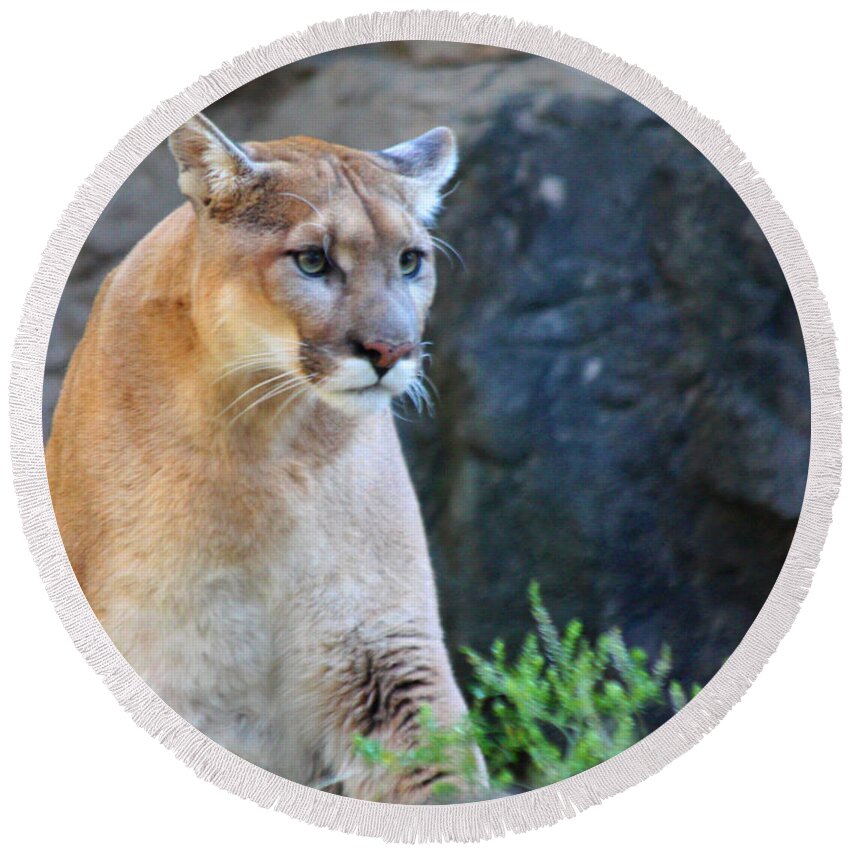 Puma On The Watch Round Beach Towel featuring the photograph Puma On The Watch by John Telfer