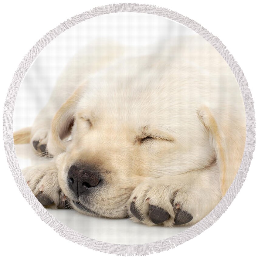 Adorable Round Beach Towel featuring the photograph Puppy sleeping on paws by Johan Swanepoel