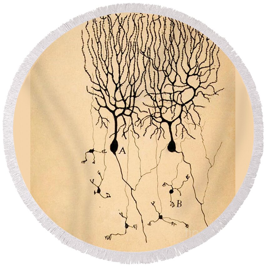 Purkinje Cells Round Beach Towel featuring the photograph Purkinje Cells by Cajal 1899 by Science Source
