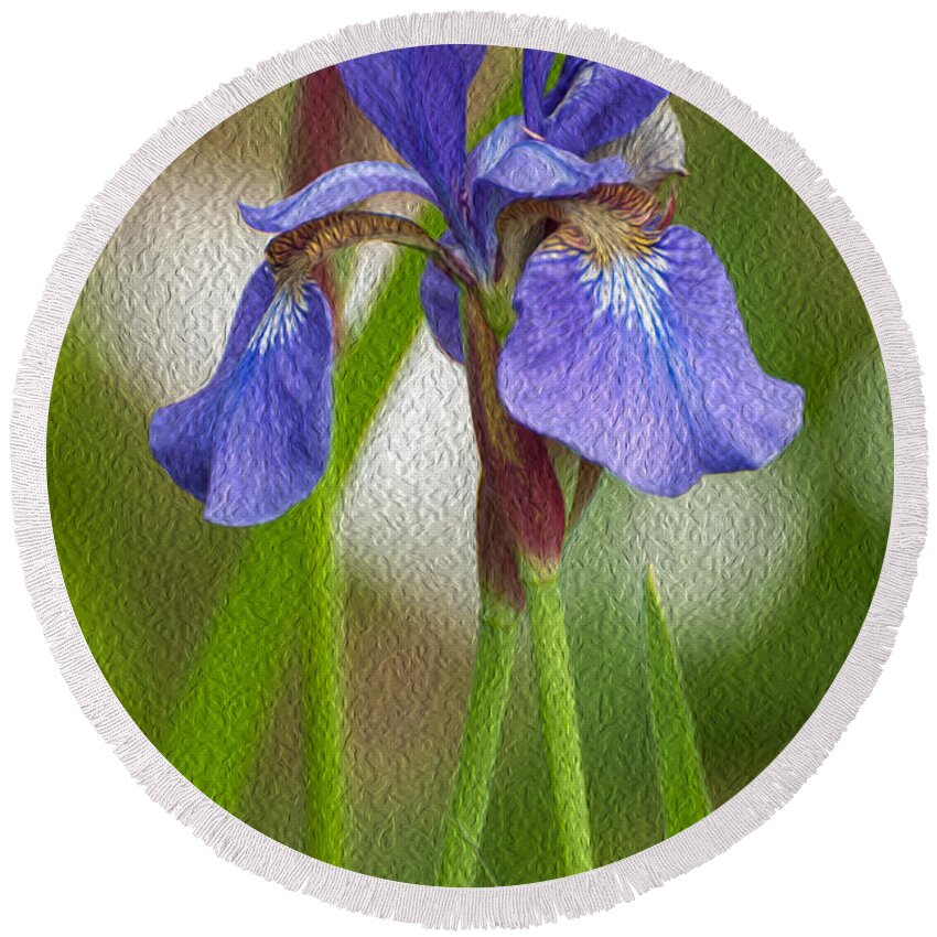 Bearded Iris Round Beach Towel featuring the photograph Purple Bearded Iris Oil by Brenda Jacobs