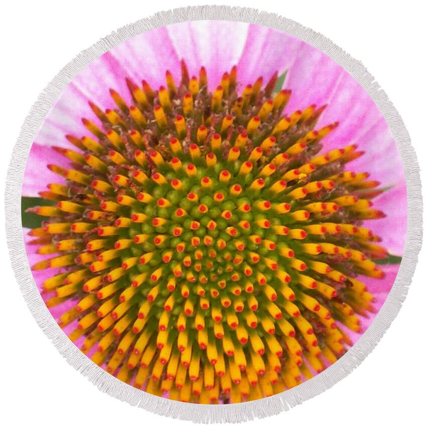 Purple Conehead In Full Bloom. The Center Is Yellow And Red Spikes. Round Beach Towel featuring the photograph Purple Conehead Closeup by Belinda Lee