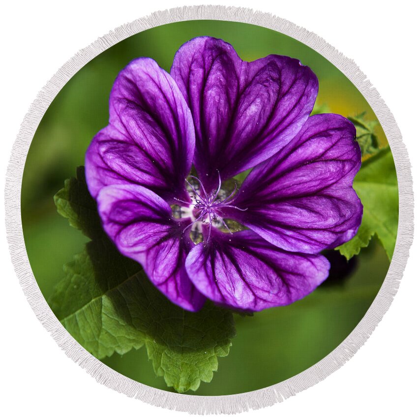 Hollyhock Round Beach Towel featuring the photograph Purple Flower Hollyhock by Christina Rollo