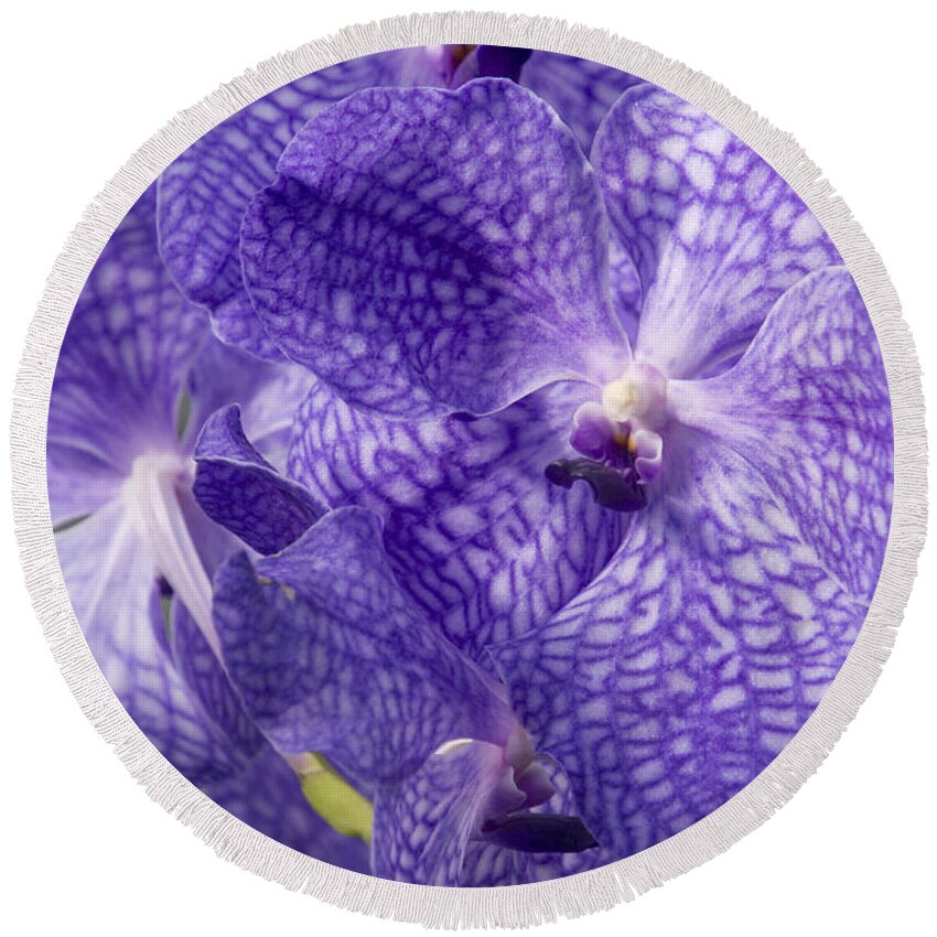 Orchids Round Beach Towel featuring the photograph Purple orchids by Elena Perelman