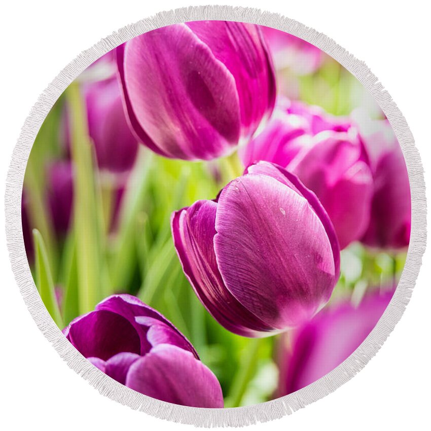 Tulips Round Beach Towel featuring the photograph Purple Tulip Garden by Onyonet Photo studios