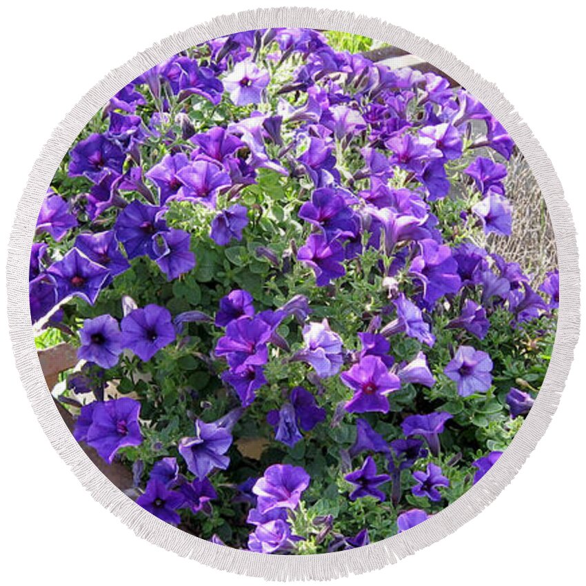 Petunias Round Beach Towel featuring the photograph Purple Wave Petunias in Rusty Horse Drawn Spreader by Conni Schaftenaar