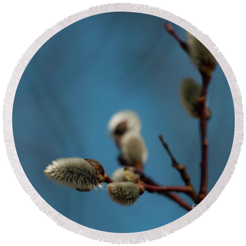 Festblues Round Beach Towel featuring the photograph Pussy Willow... by Nina Stavlund