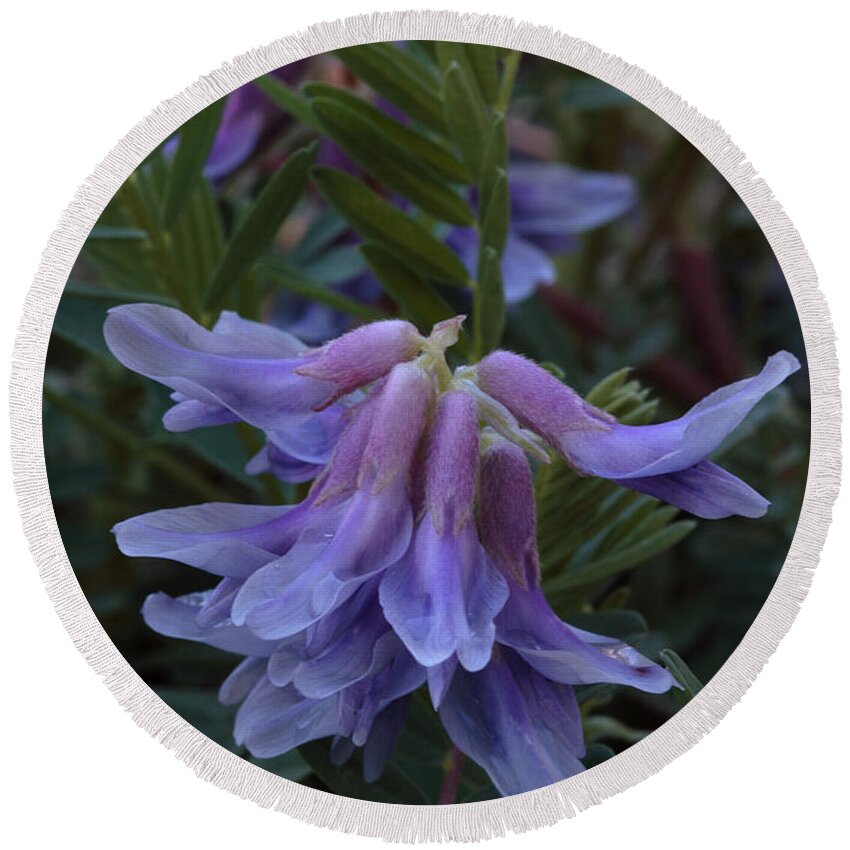 Pyne's Ground Plum Round Beach Towel featuring the photograph Pyne's Ground Plum Flowers by Daniel Reed