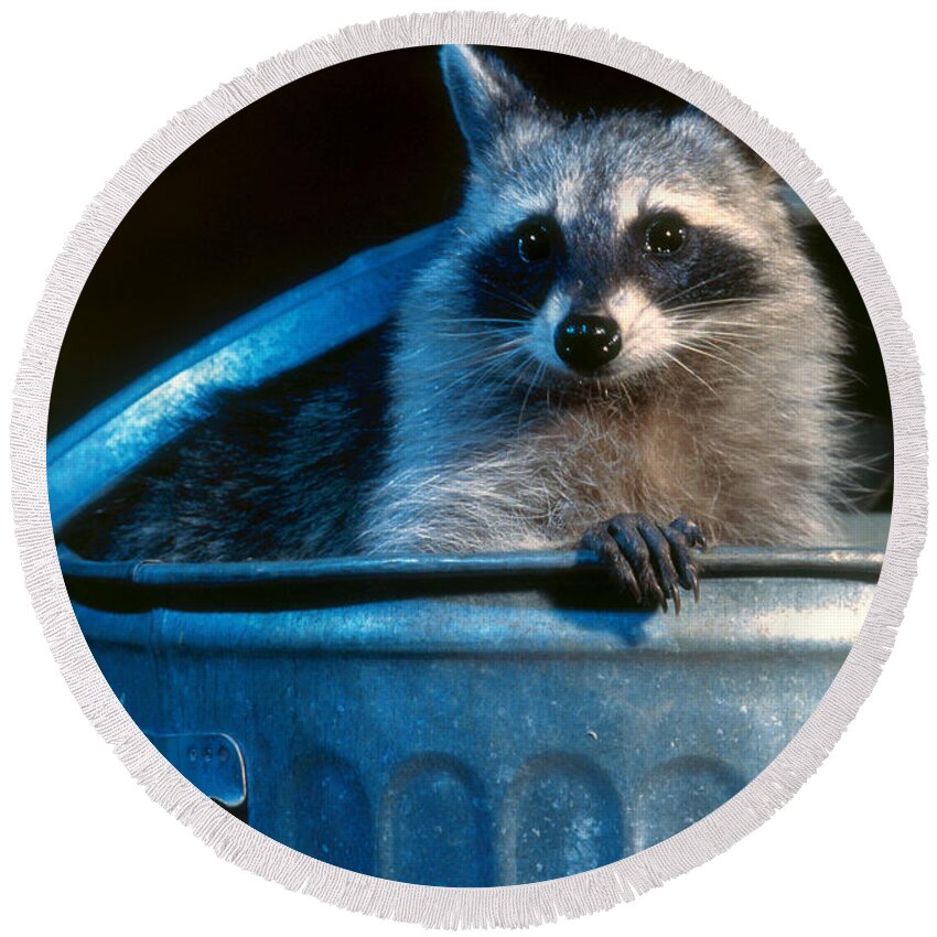 Raccoon Round Beach Towel featuring the photograph Raccoon in garbage can by Steve Maslowski 