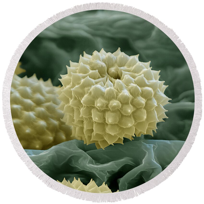 Allergen Round Beach Towel featuring the photograph Ragweed Pollen by Eye of Science