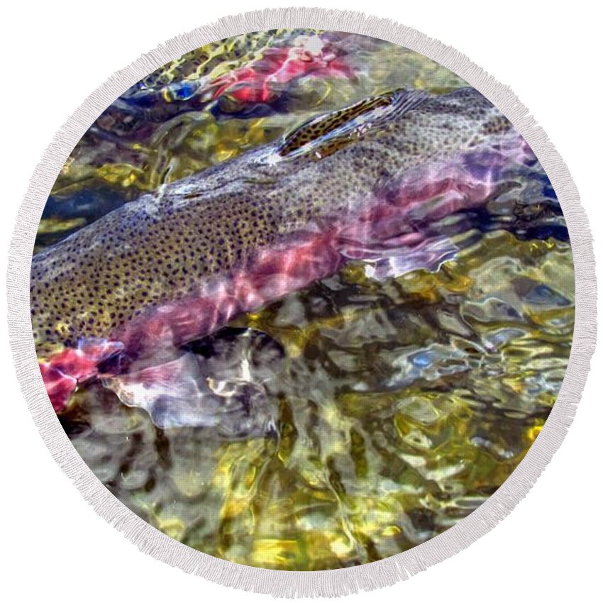 Rainbow Trout Round Beach Towel featuring the photograph Rainbow Trout by Carol Montoya