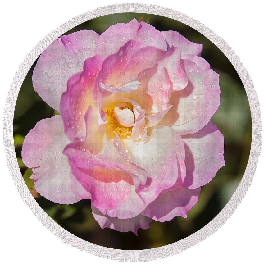 Rose Round Beach Towel featuring the photograph Raindrops on Rose Petals by Michelle Wrighton