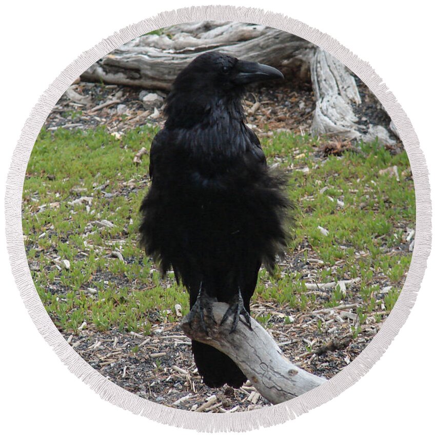 Common Raven Round Beach Towel featuring the photograph Raven by Carl Moore