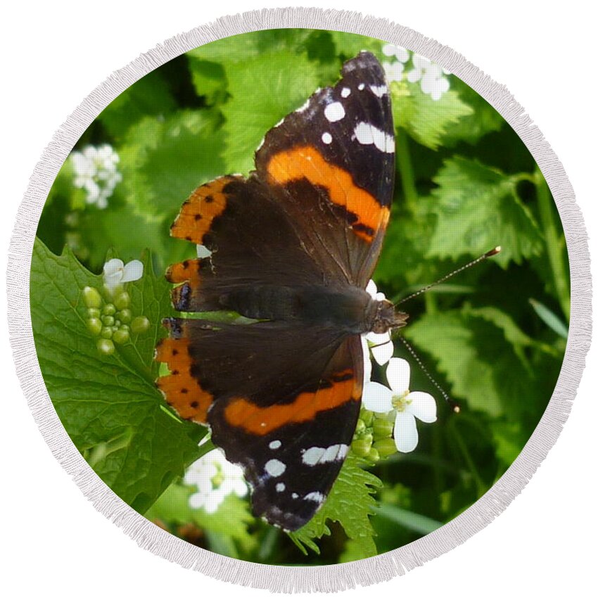 Insect Round Beach Towel featuring the photograph Red Admiral in Toronto by Lingfai Leung