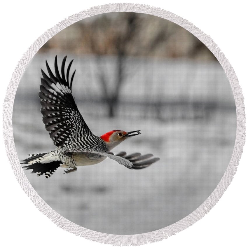 Red Bellied Woodpecker Round Beach Towel featuring the photograph Red Bellied Woodpecker by Bill Wakeley