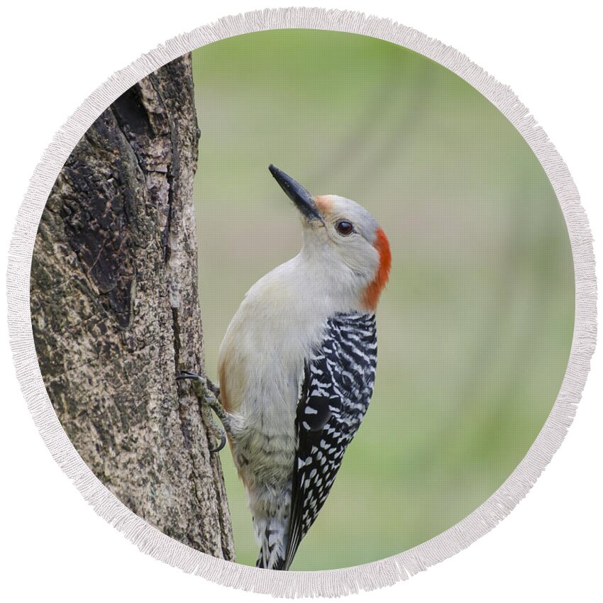 Woodpecker Round Beach Towel featuring the photograph Red Bellied Woodpecker by Heather Applegate