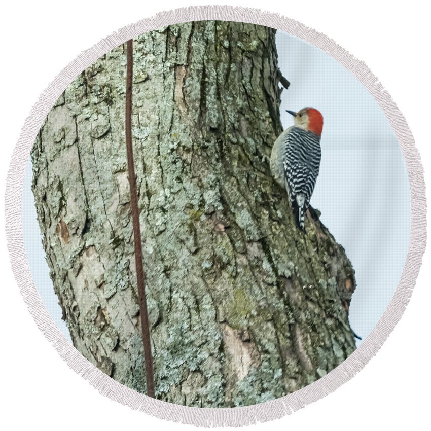 Red Round Beach Towel featuring the photograph Red-Bellied Woodpecker by Holden The Moment