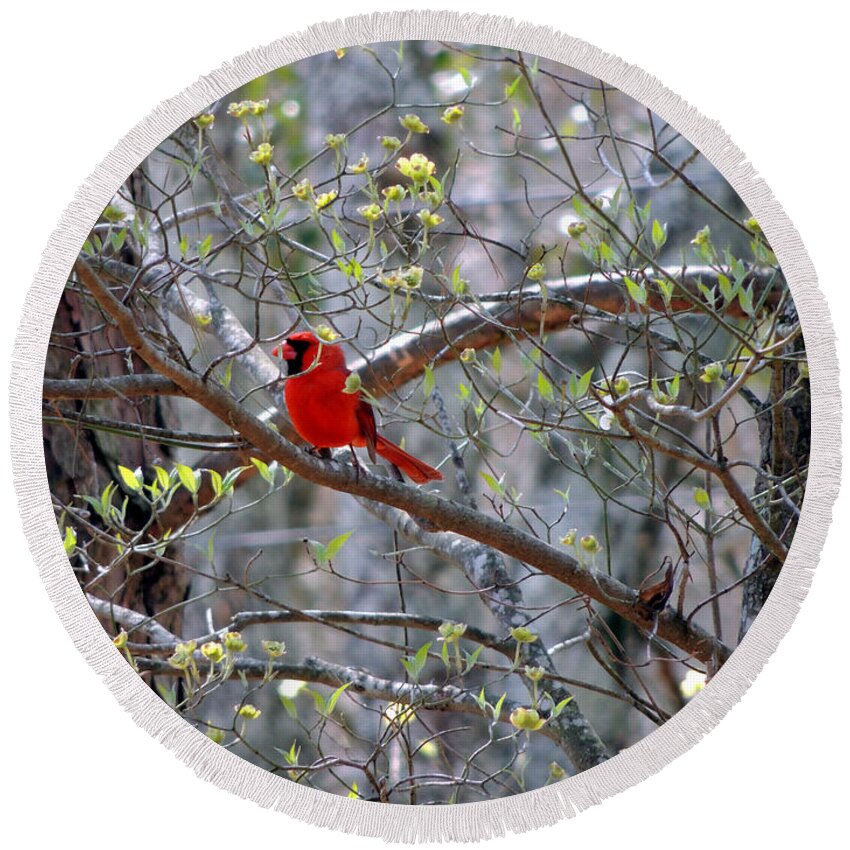Digital Photography Round Beach Towel featuring the photograph Red Bird in Dogwood by Kim Pate