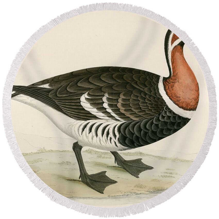 Birds Round Beach Towel featuring the photograph Red Breasted Goose by Beverley R. Morris