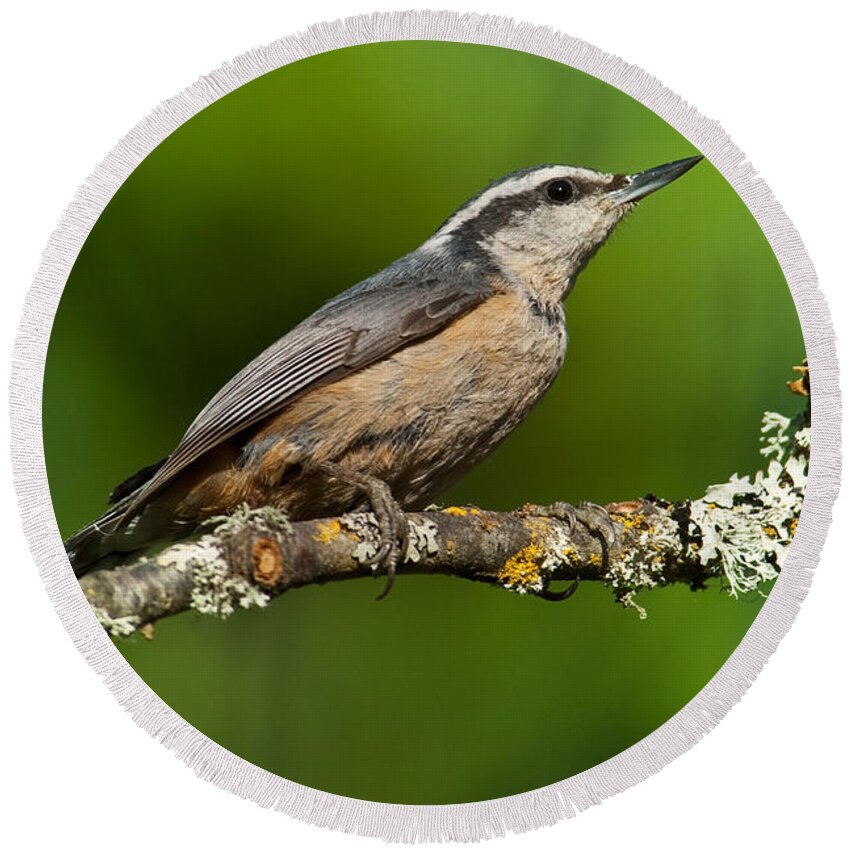 Animal Round Beach Towel featuring the photograph Red Breasted Nuthatch in a Tree by Jeff Goulden