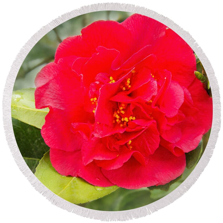 (camellia Sasanqua) Round Beach Towel featuring the photograph Red Camellia Bokeh by Jemmy Archer