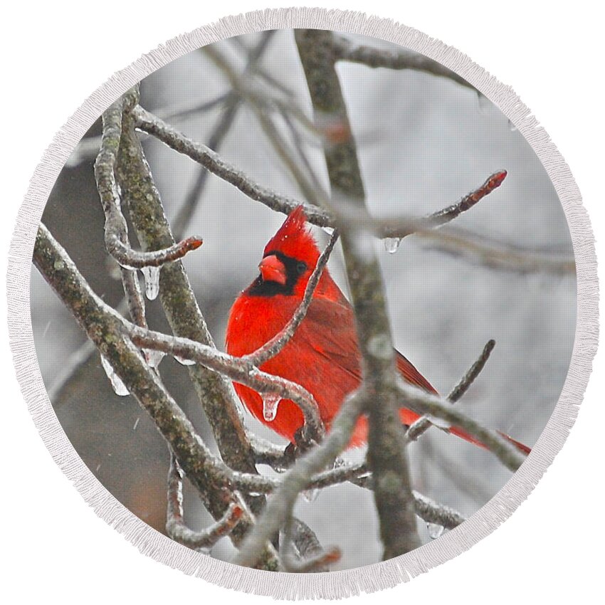 Cardinals Round Beach Towel featuring the photograph Red Cardinal Northern Bird by Peggy Franz