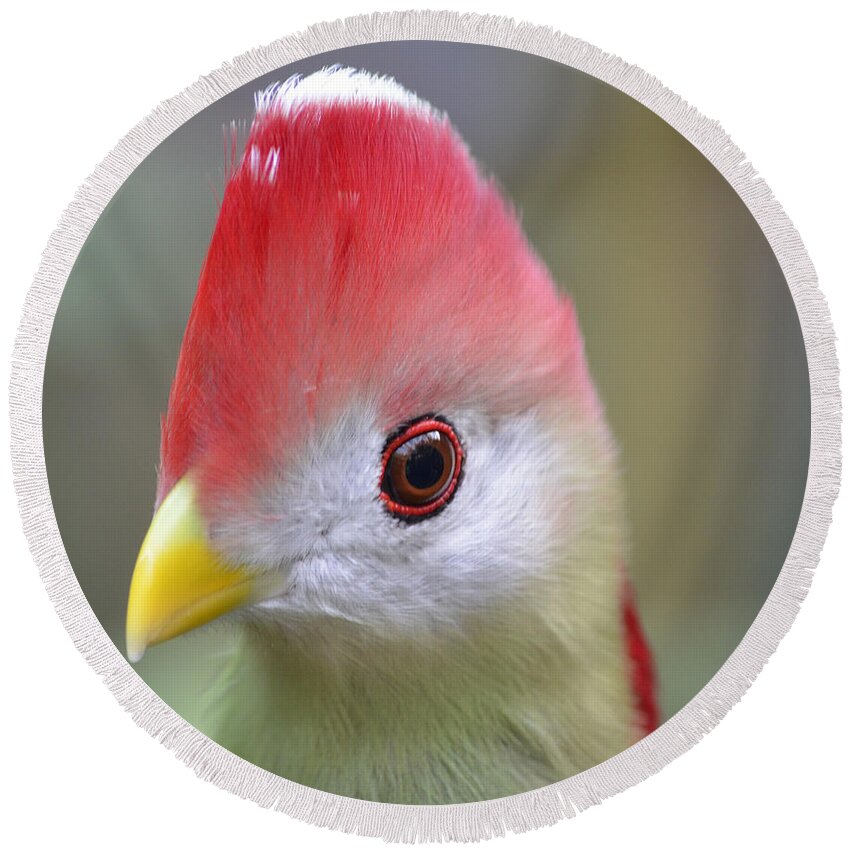 Bird Round Beach Towel featuring the photograph Red Crested Turaco by Richard Bryce and Family