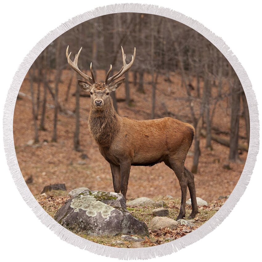 Deer Round Beach Towel featuring the photograph Red Deer by Eunice Gibb
