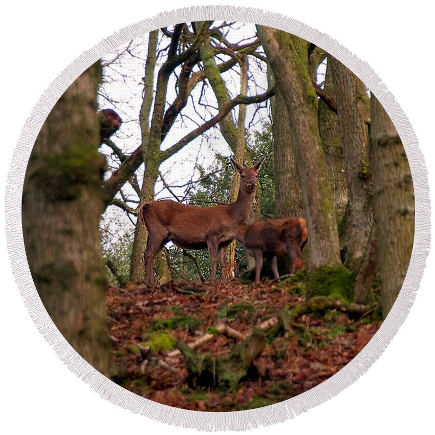 Red Deer Round Beach Towel featuring the photograph Red Deer in the Woods by Rob Hawkins