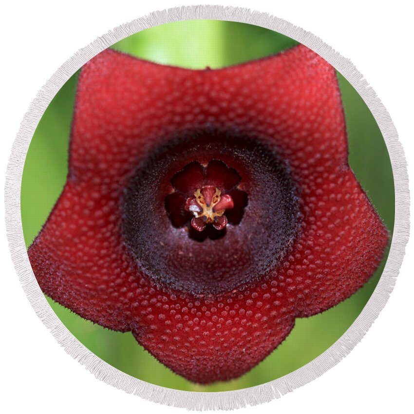 Red Dragon Flower Round Beach Towel featuring the photograph Red Dragon Flower by Meg Rousher