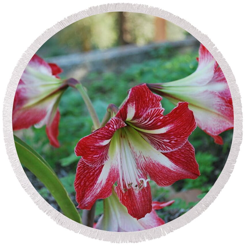 Red Flower Round Beach Towel featuring the photograph Red Flower 1 by George Katechis