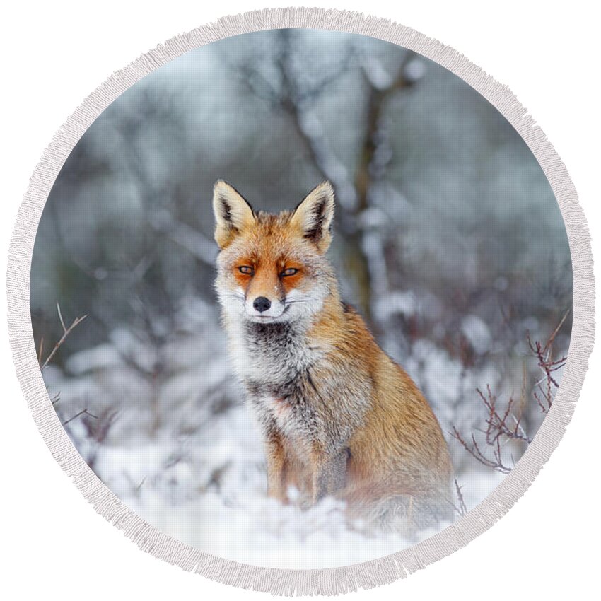 Fox Round Beach Towel featuring the photograph Red Fox Blue World by Roeselien Raimond