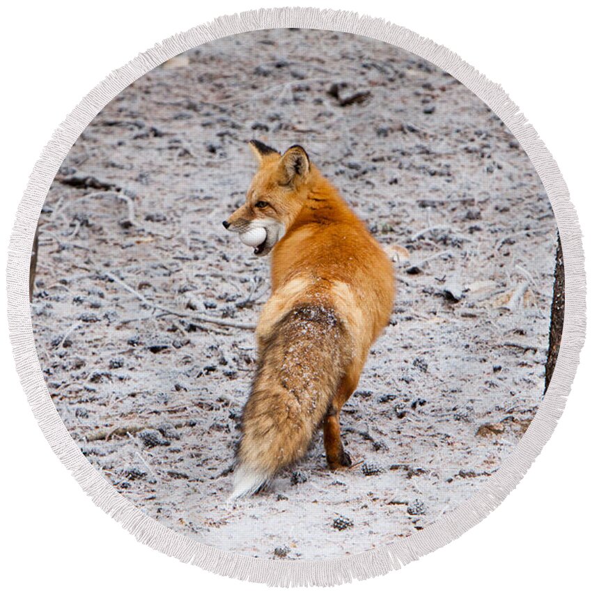 Animal Round Beach Towel featuring the photograph Red Fox Egg Thief by John Wadleigh