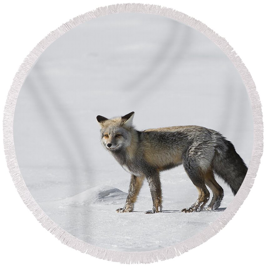 Yellowstone Round Beach Towel featuring the photograph Red Fox of a Yellowstone Winter by Bill Cubitt